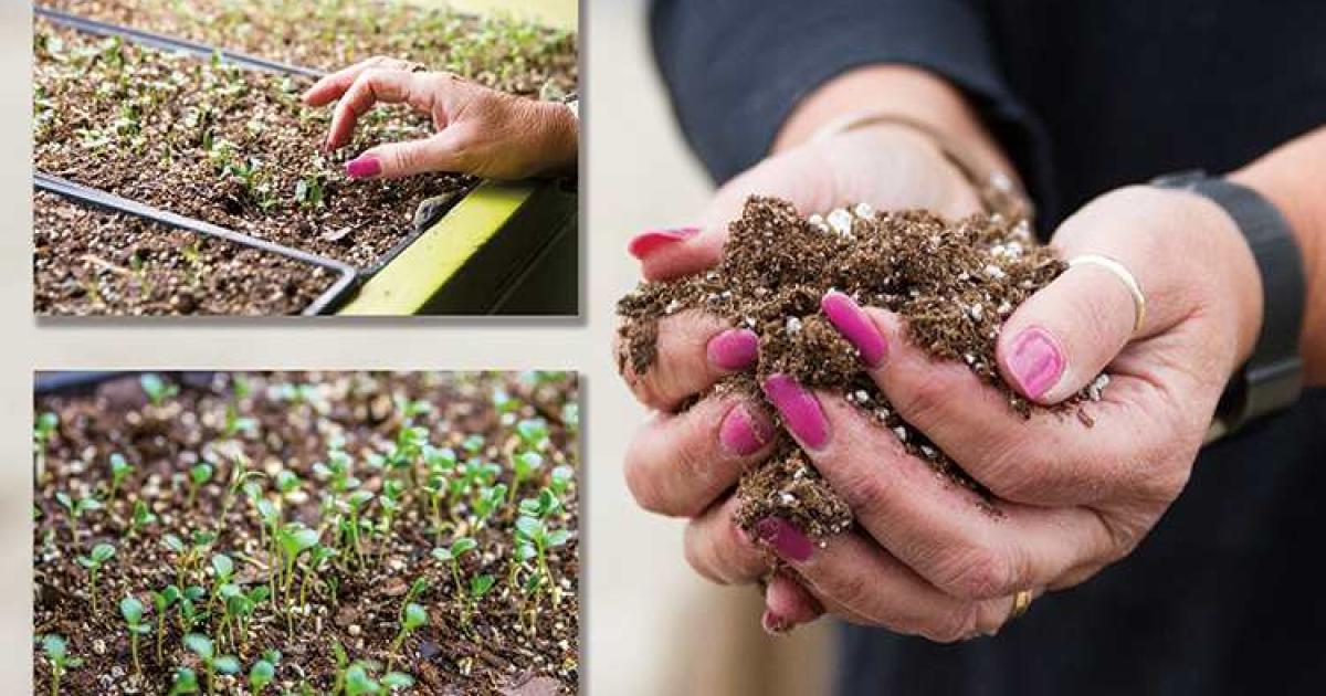 Family, community help Cando Greenhouse thrive North Dakota Living